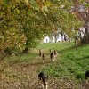 IMG_9620