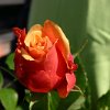 IMG_8934